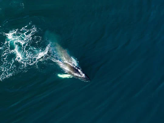 Une baleine au large d'Husavik en Islande