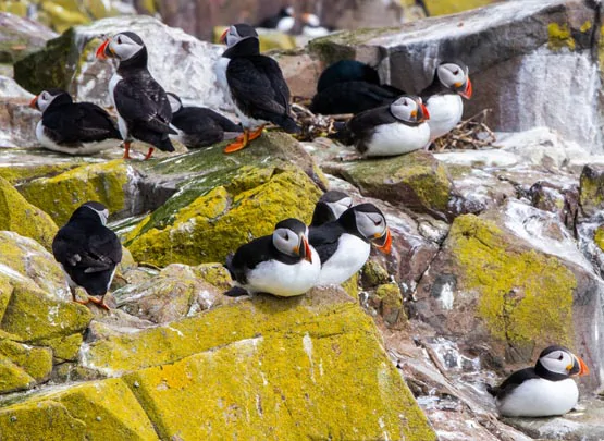 Les macareux moines des falaises de Latrabjarg en Islande