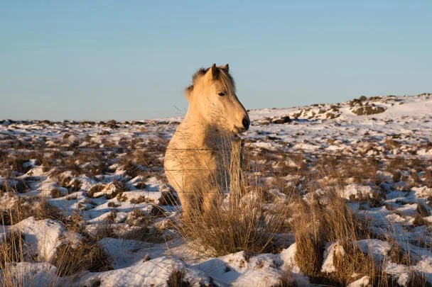 Un cheval islandais à Borganes en Islande