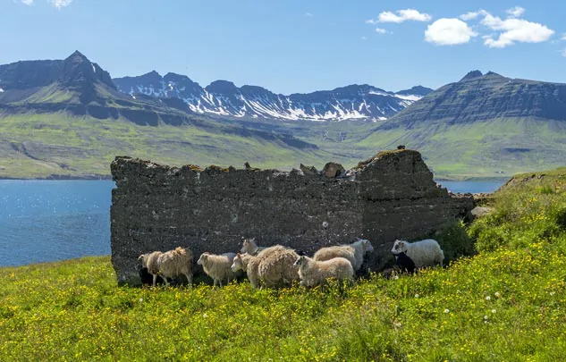 Des moutons dans le fjord de Mjoifjordur dans la région d'Egilsstadir en Islande