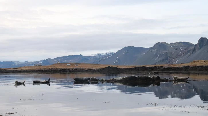 La plage d'Ytri Tunga et ses colonies de phoques en Islande