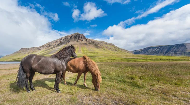 Des chevaux islandais dans les environs de Reykholt en Islande