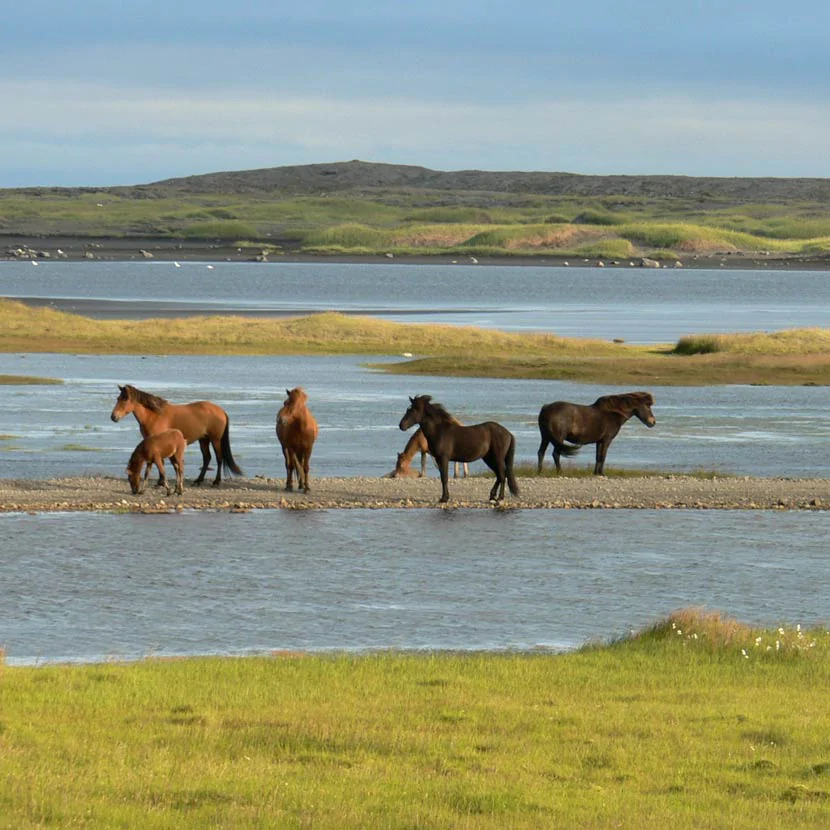 Chevaux d'Hveragerdi