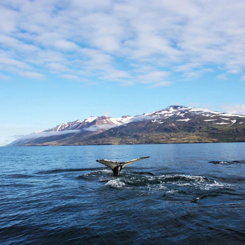 Dalvik en Islande