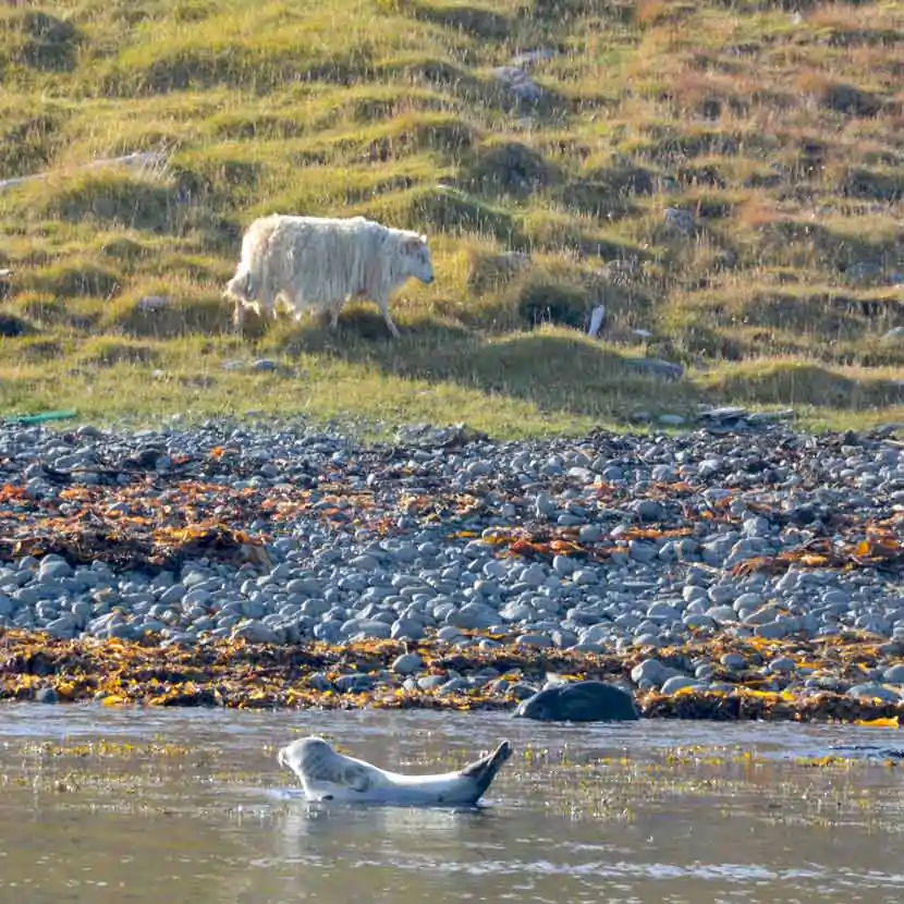 Hvammstangi en Islande