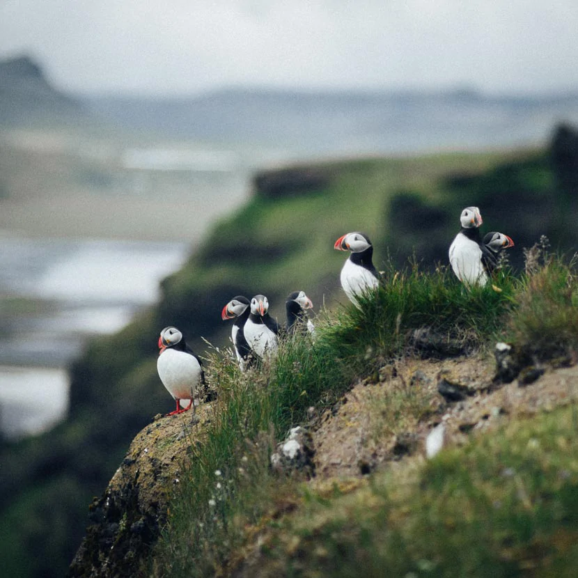 Les macareux du Cap de Latrabjarg en Islande