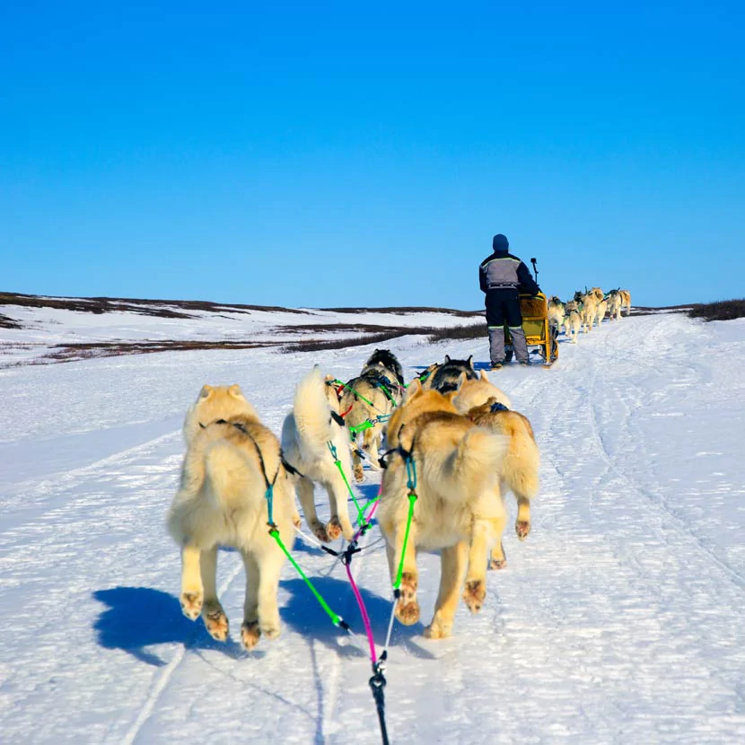 Traineau de chiens à Myvatn