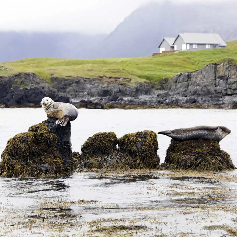 Ytri Tunga en Islande